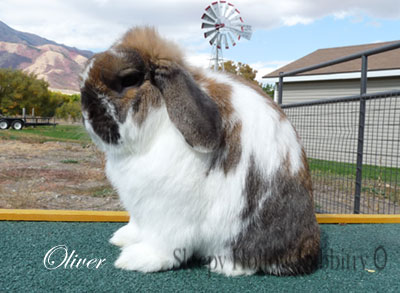   Ormond's Oliver holland lop buck	